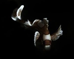 Juvenile harlequin sweet lips
 by James Deverich 